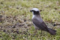 Eurocephalus anguitimens